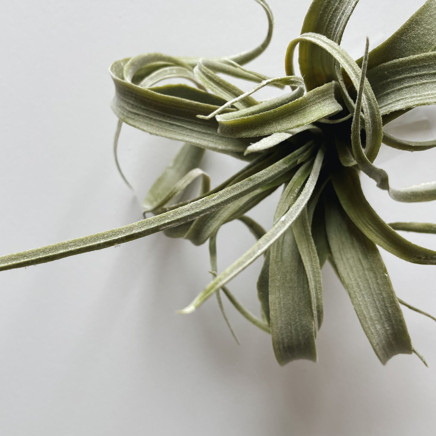 Faux Large Air Plant