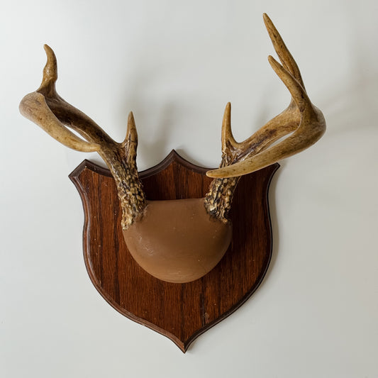 Vintage Mounted Set of Antlers