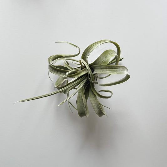 Faux Large Air Plant